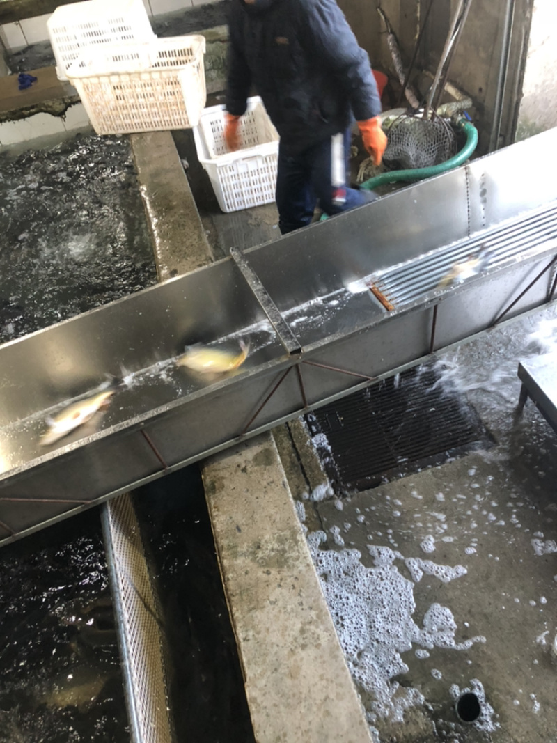 回钓净鲤鱼