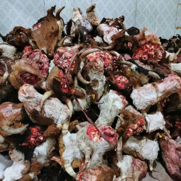 批发零售，内蒙古锡林浩特草地牛头，货真价实质量保证