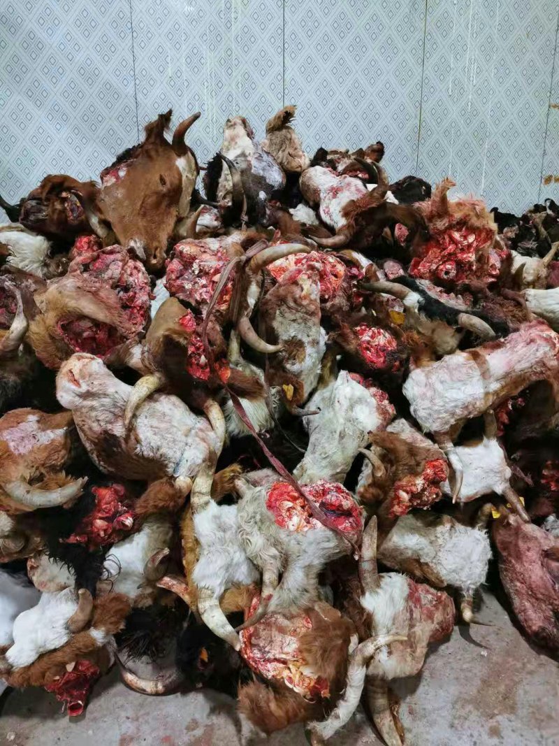 批发零售，内蒙古锡林浩特草地牛头，货真价实质量保证