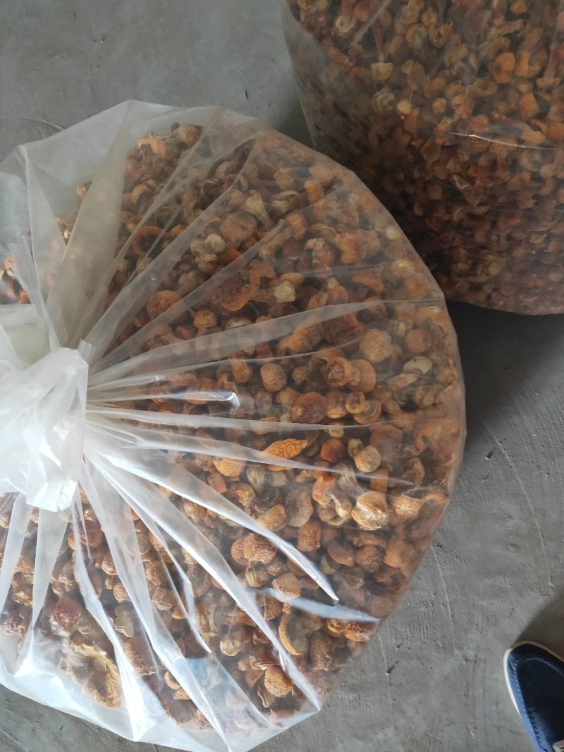 食用姬松茸