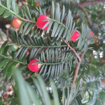 红豆杉根茎叶果