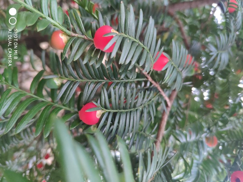 红豆杉根茎叶果
