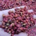 红豆杉根茎叶果