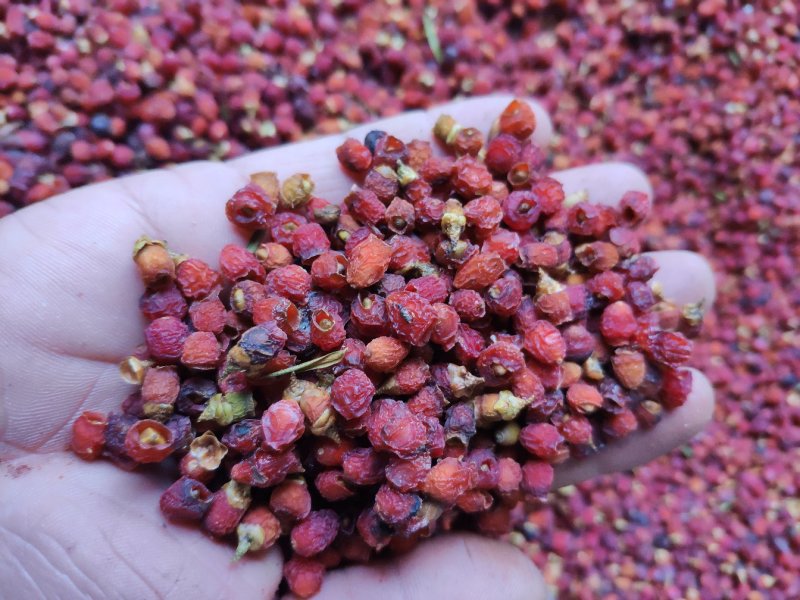 红豆杉根茎叶果