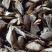 红豆杉根茎叶果