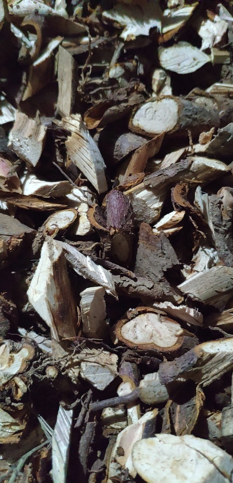 红豆杉根茎叶果