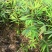 楠竹苗，无纺布袋苗，一年生两年生均有，需要的联系