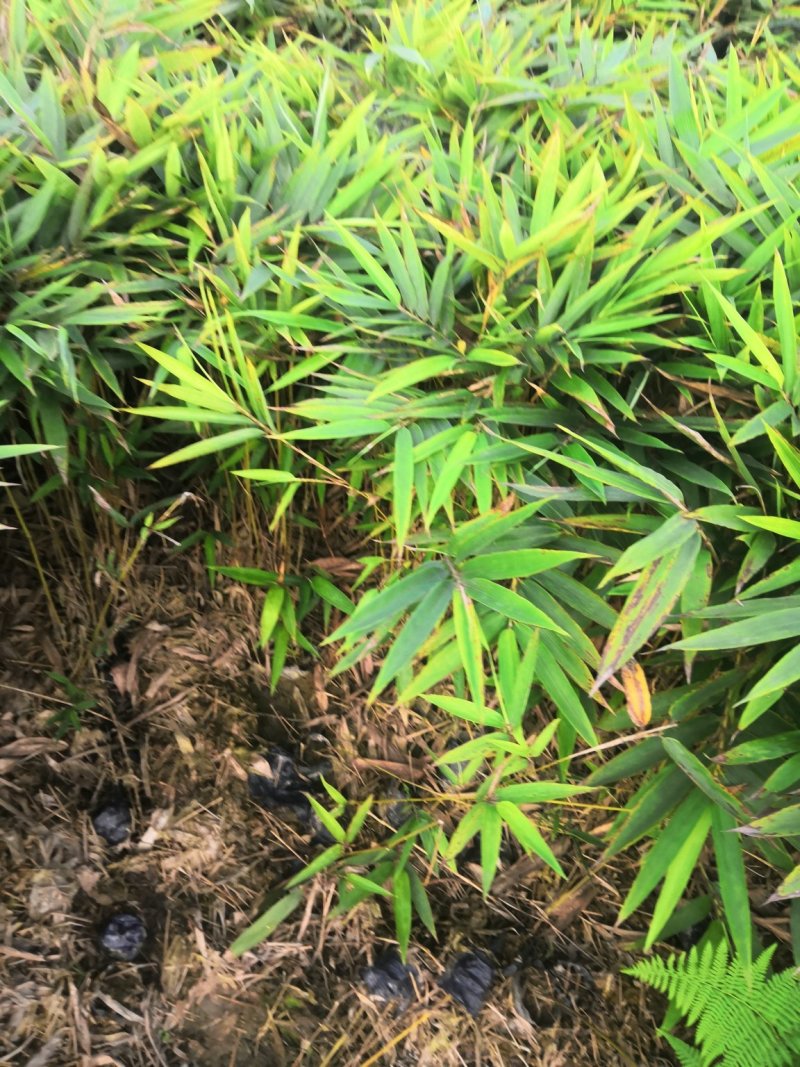 楠竹苗，无纺布袋苗，一年生两年生均有，需要的联系