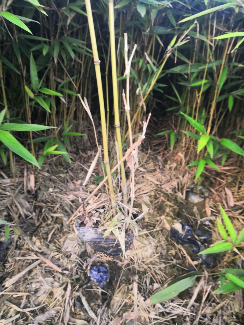 楠竹苗，无纺布袋苗，一年生两年生均有，需要的联系