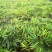 楠竹苗，无纺布袋苗，一年生两年生均有，需要的联系