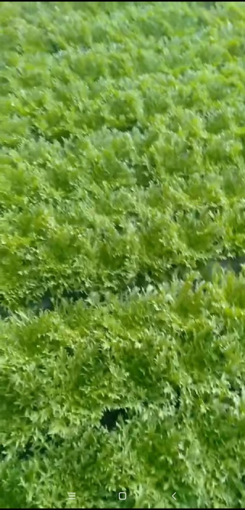 精品苦菊大量上市良心做事赚辛苦钱