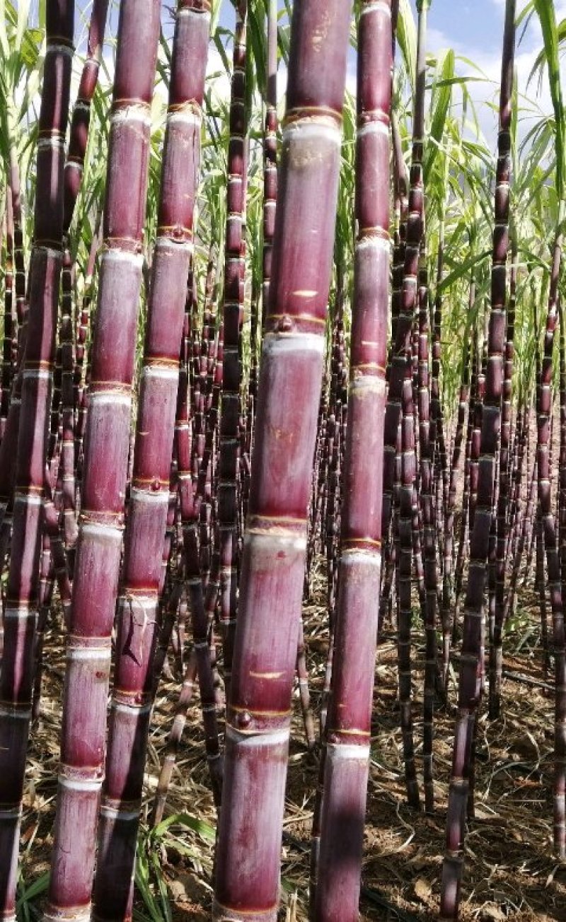 甘蔗:红甘蔗:云南红皮甘蔗:精品甘蔗需要联系