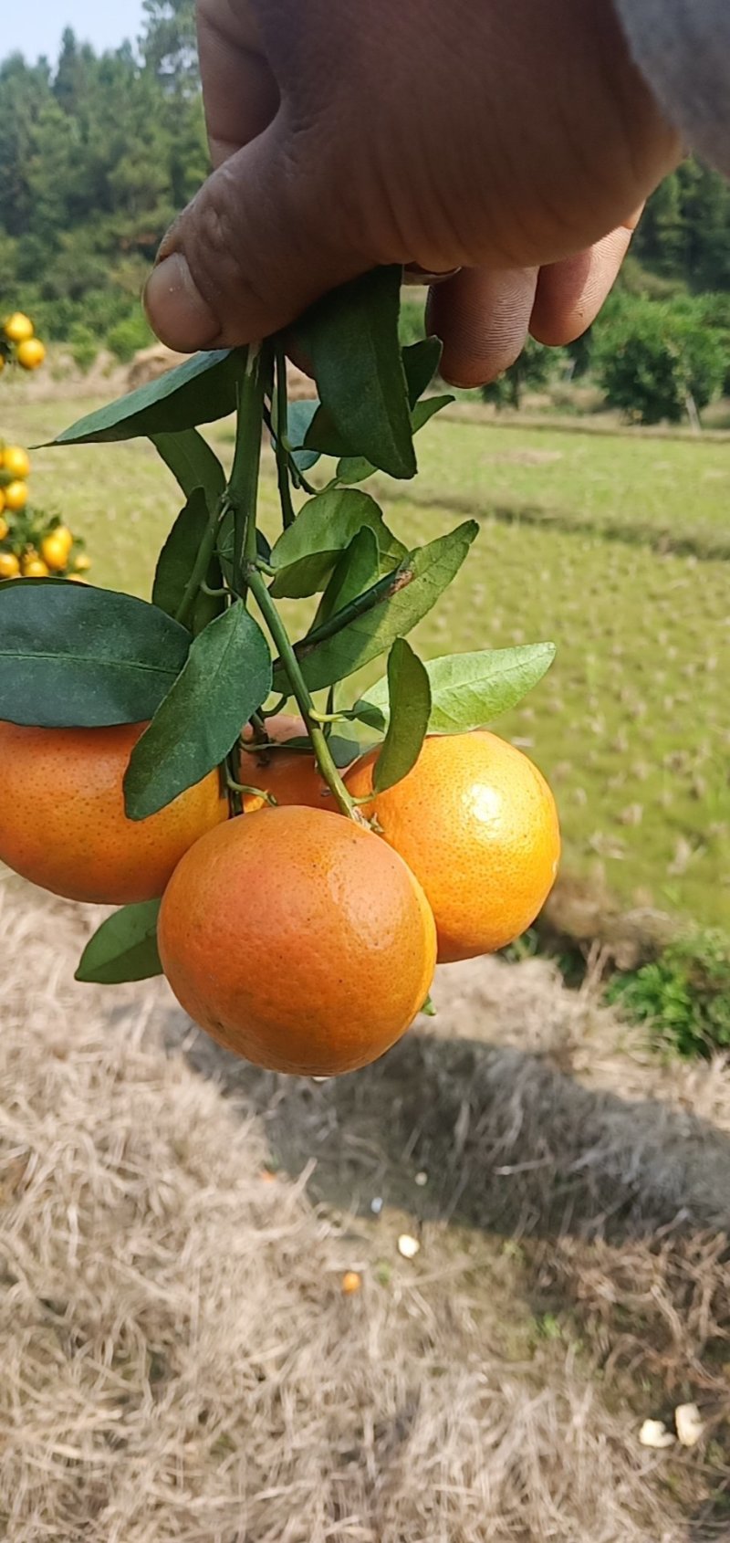 东方红大量上，可以釆一刀，颜色红，口感好。