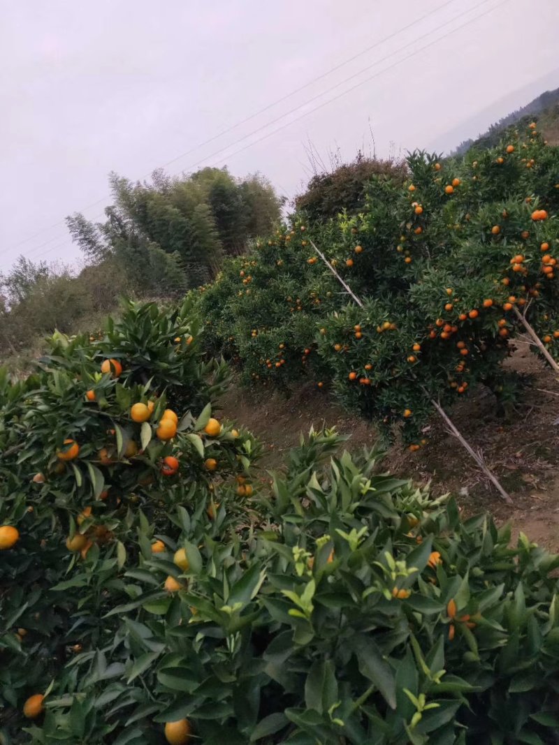 东方红大量上，可以釆一刀，颜色红，口感好。