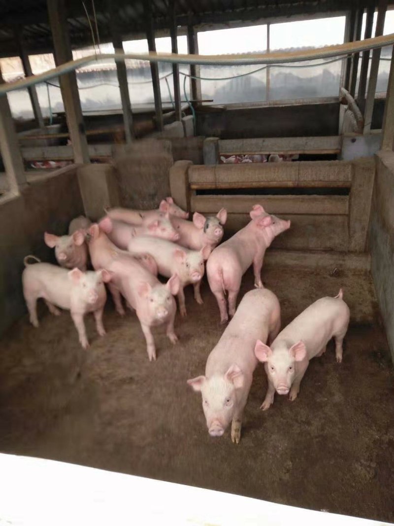 优质三元仔猪山东仔猪繁殖基地常年供应良杂猪苗欢迎来电