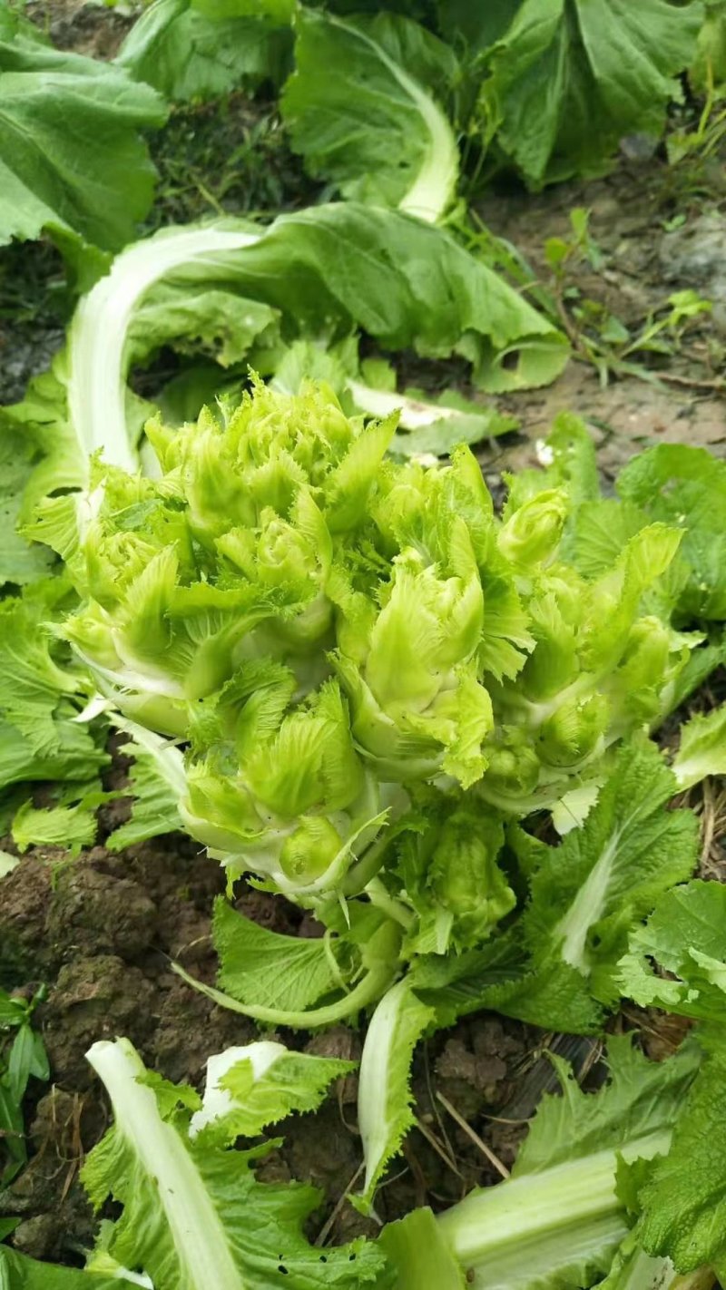 儿菜