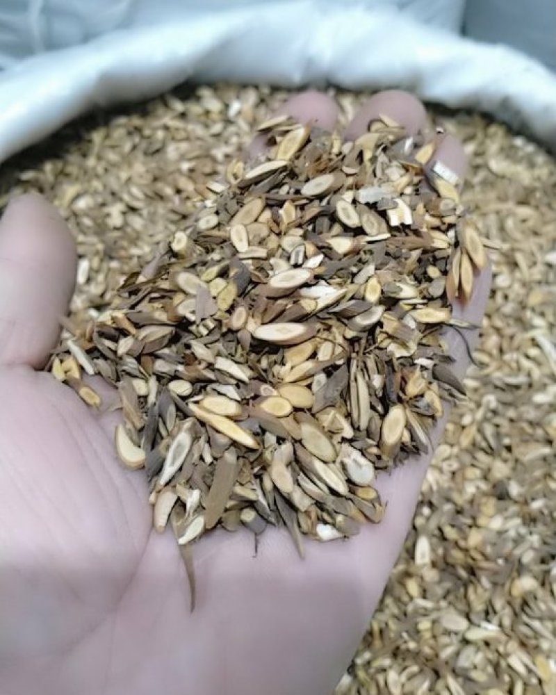 桂枝千余品种供应承接订单