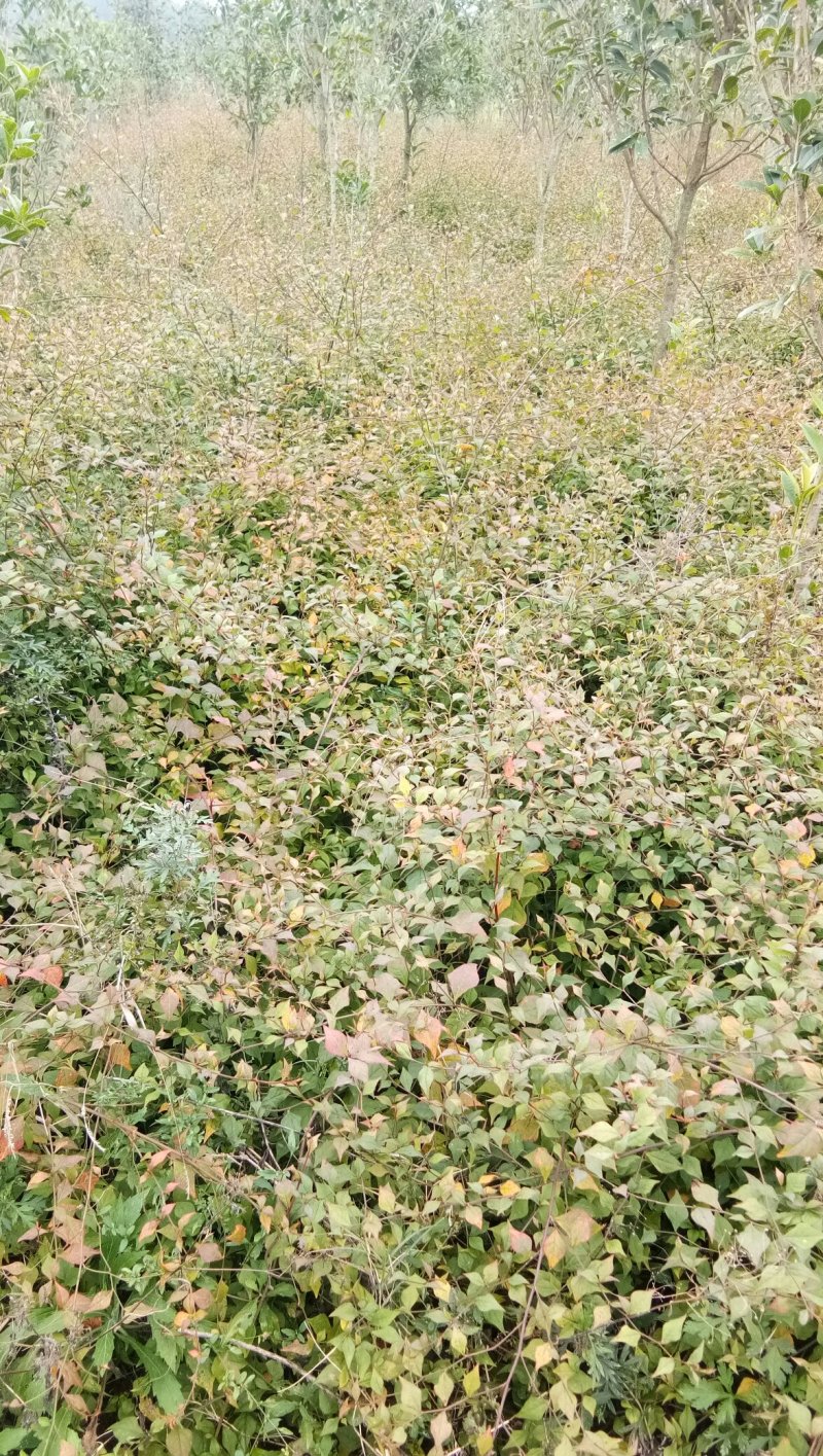 紫金标