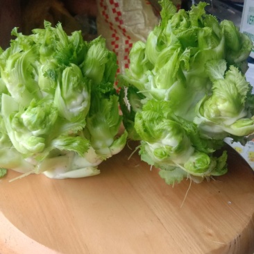 儿菜