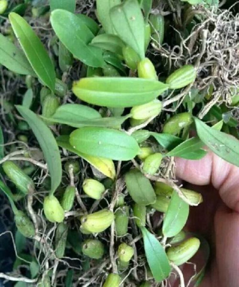 石橄榄