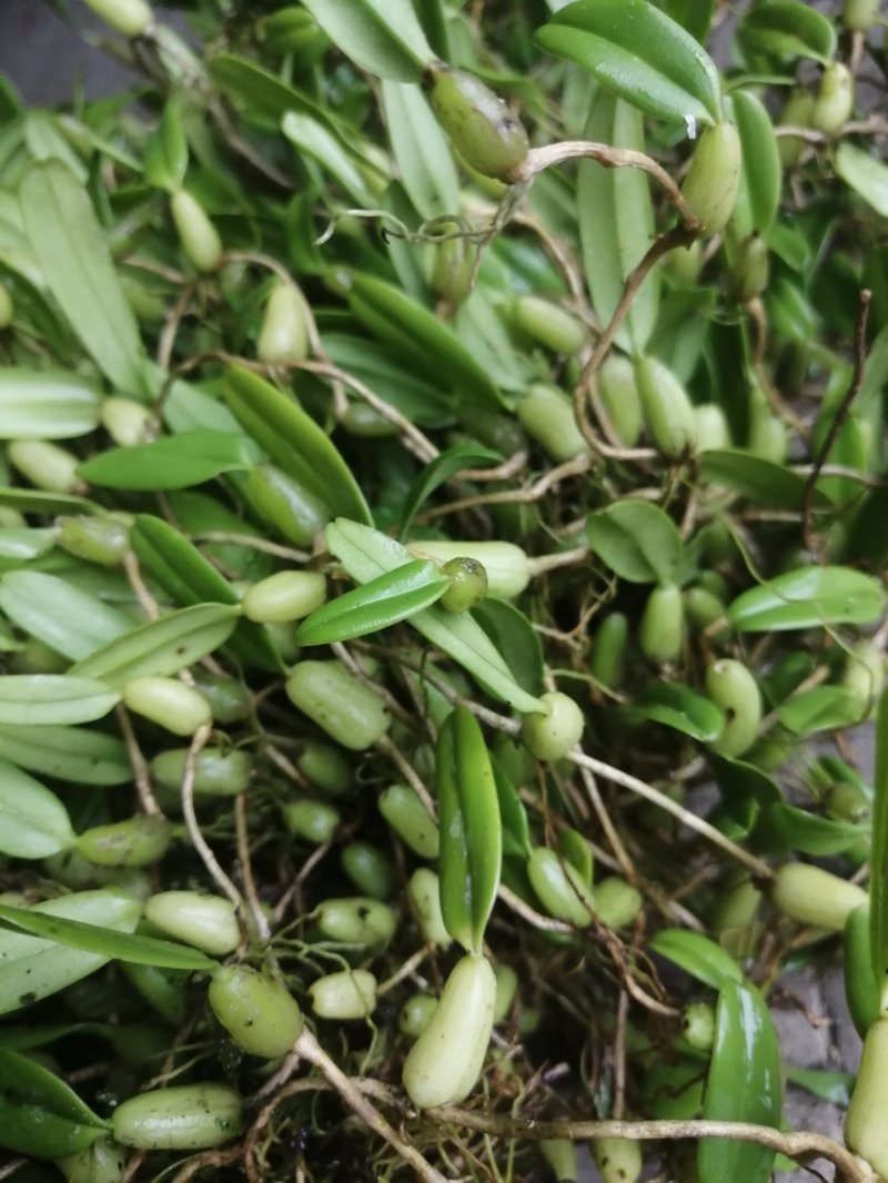石橄榄