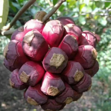 黑老虎果（苗）/布福娜苗