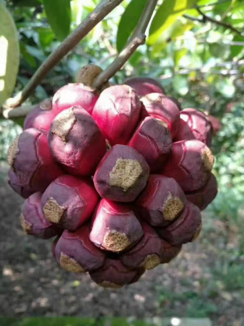 黑老虎果（苗）/布福娜苗