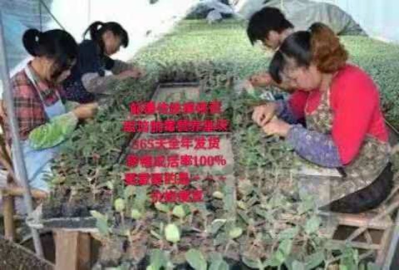 黑老虎果（苗）/布福娜苗