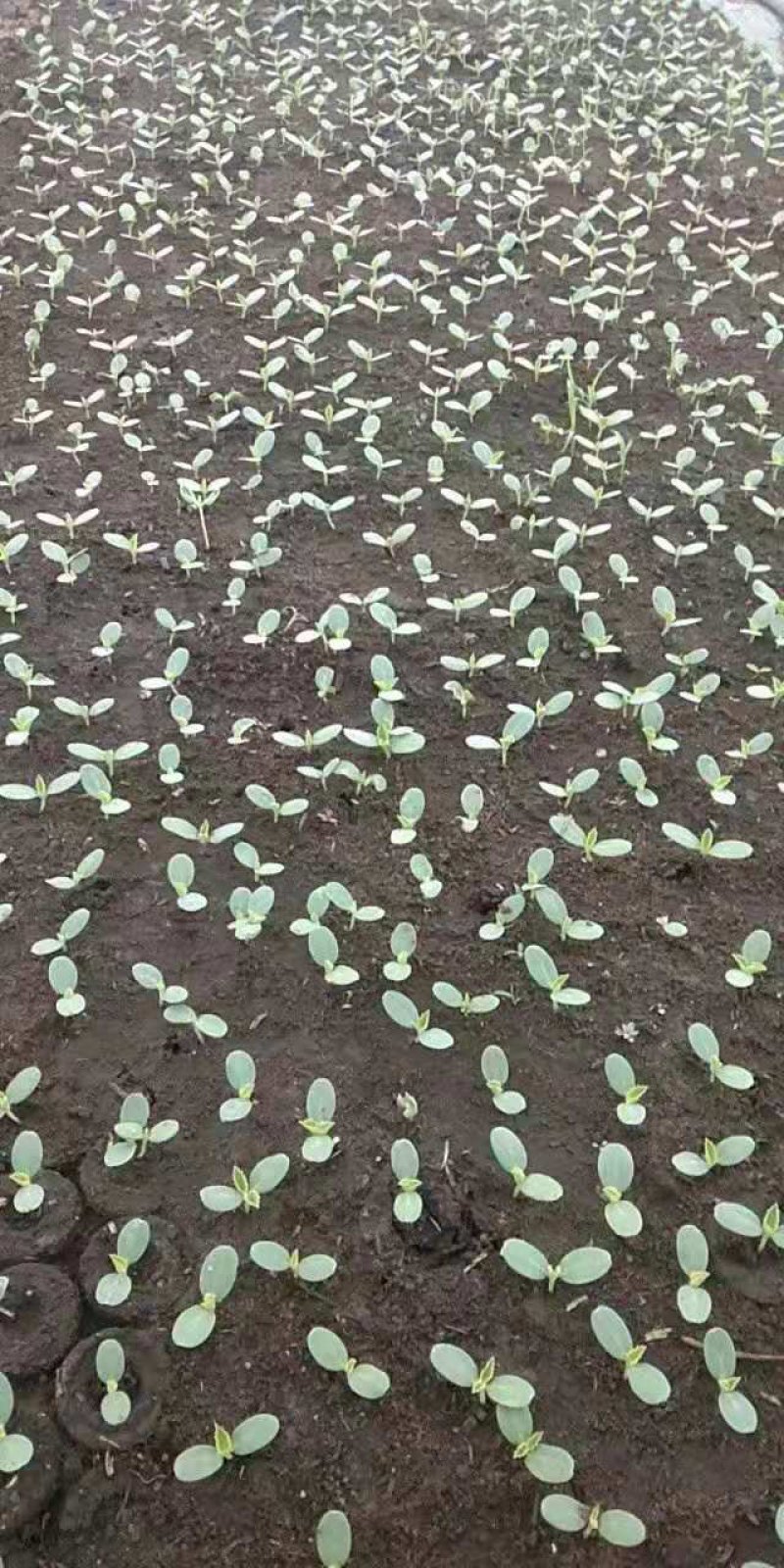黑老虎果（苗）/布福娜苗