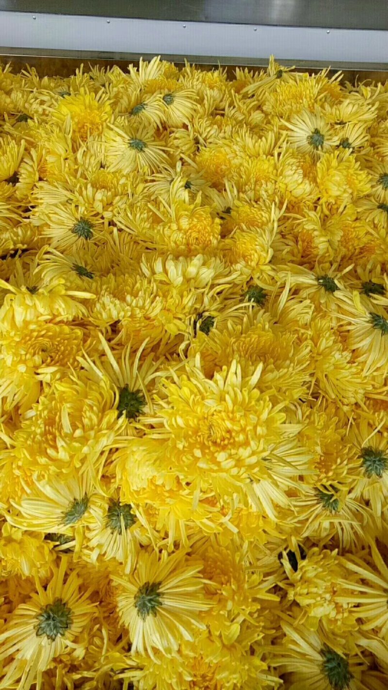 黄山金丝皇菊，香气扑鼻，清凉爽口。