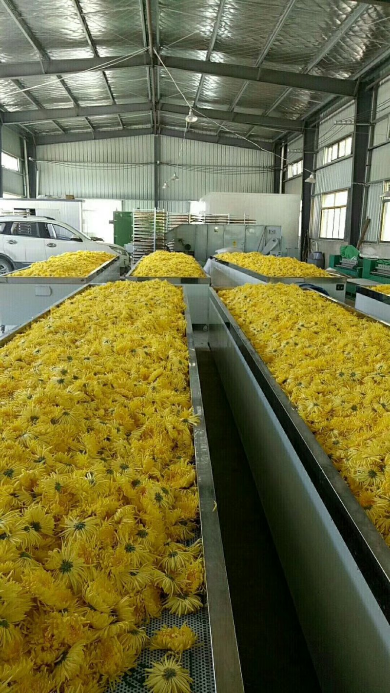 黄山金丝皇菊，香气扑鼻，清凉爽口。