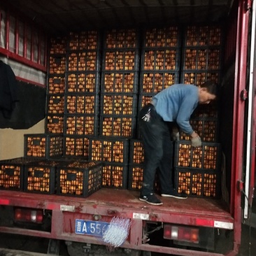 爱媛38高次果，产地一手货源直供对接全国一切渠道