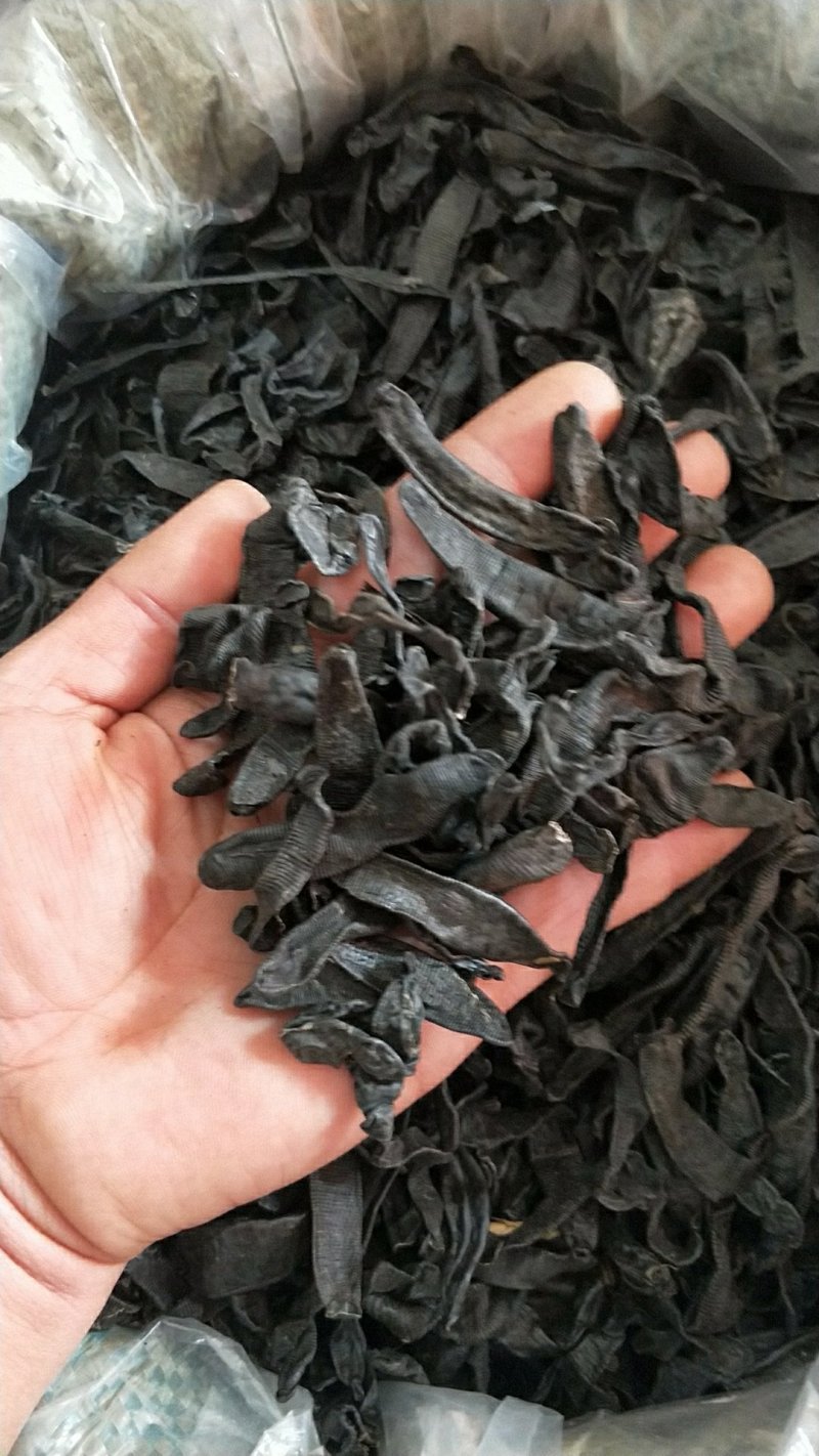 中药材水蛭小水蛭干蚂蟥烫水蛭粉吊干清水菲牛蛭
