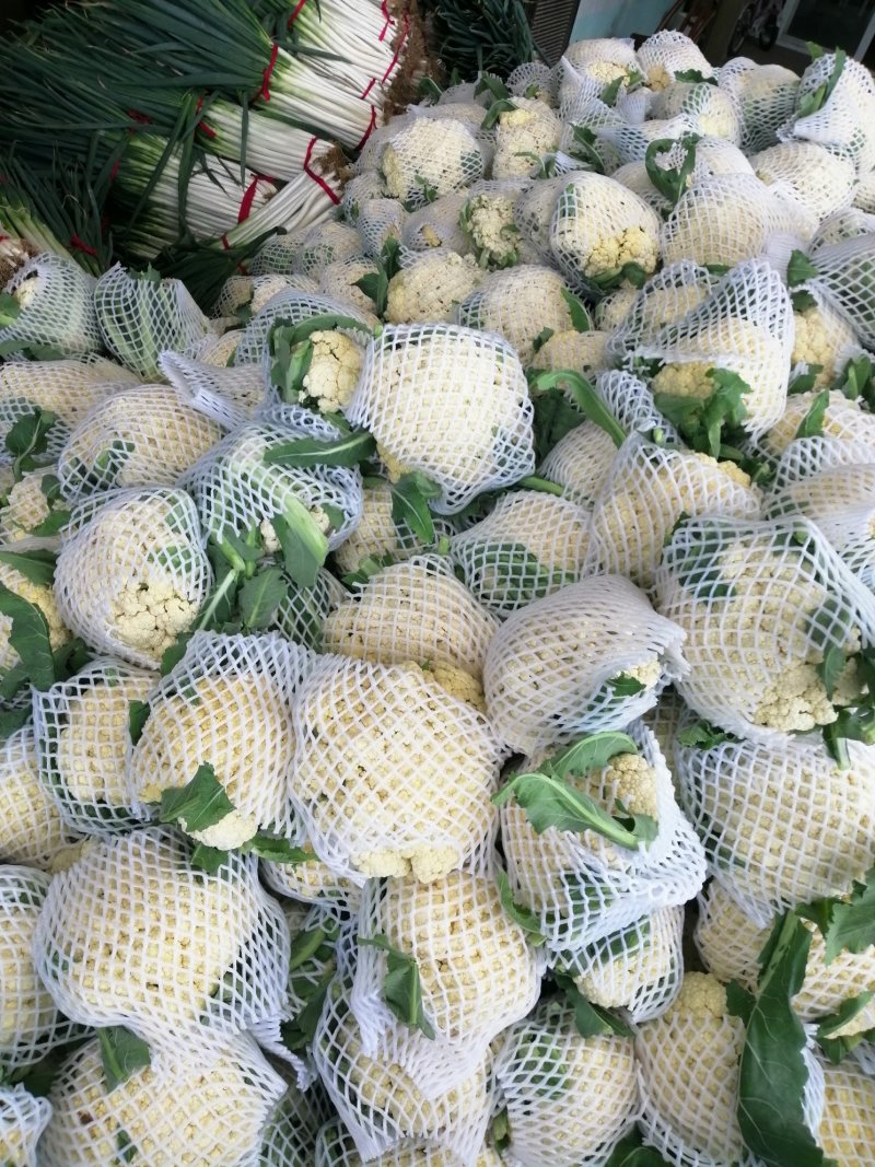 南阳有机花菜散花75天和85天上市了松花菜花型白质量好