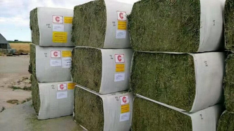 进口苜蓿草国产苜蓿草加密大包苜蓿草350公斤