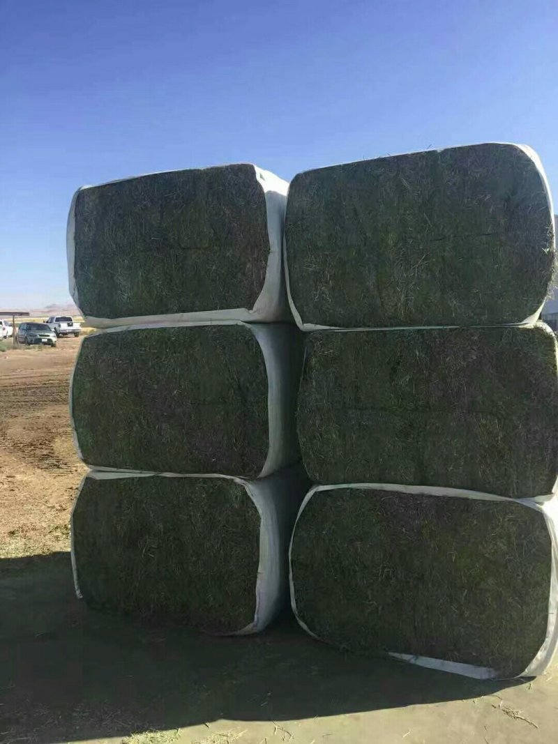 进口苜蓿草国产苜蓿草加密大包苜蓿草350公斤