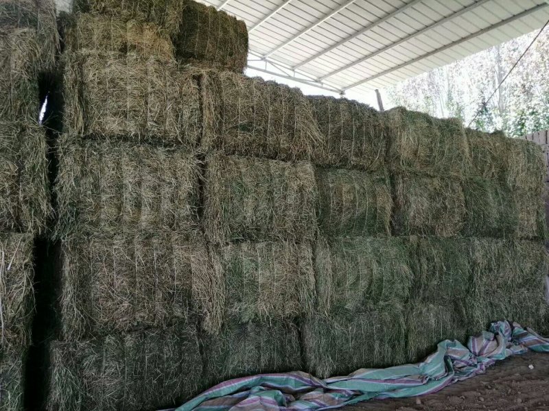 进口苜蓿草国产苜蓿草加密大包苜蓿草350公斤