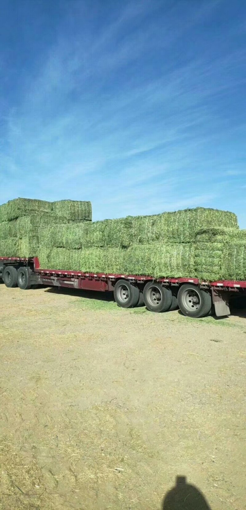 进口苜蓿草国产苜蓿草加密大包苜蓿草350公斤
