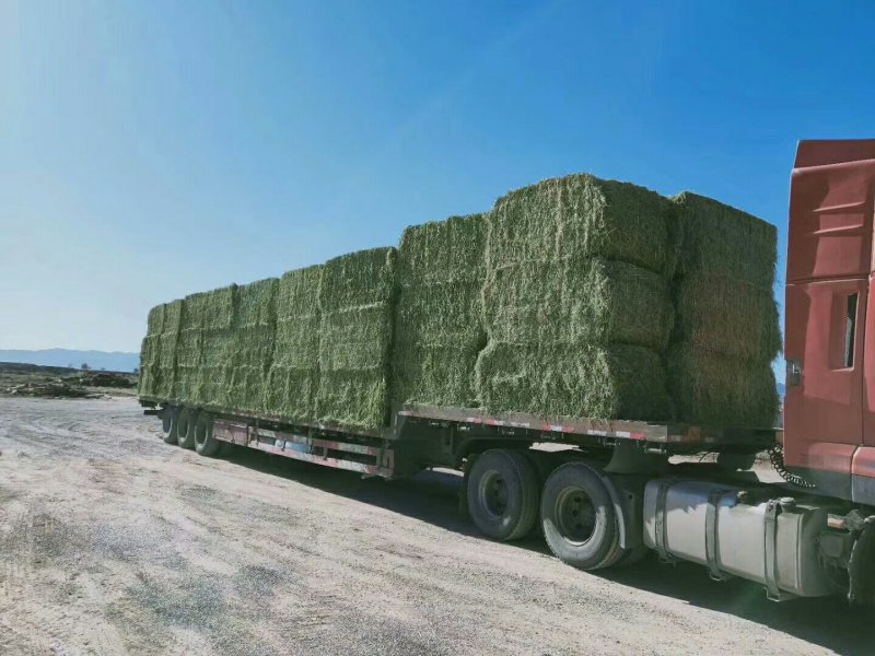 进口苜蓿草国产苜蓿草加密大包苜蓿草350公斤