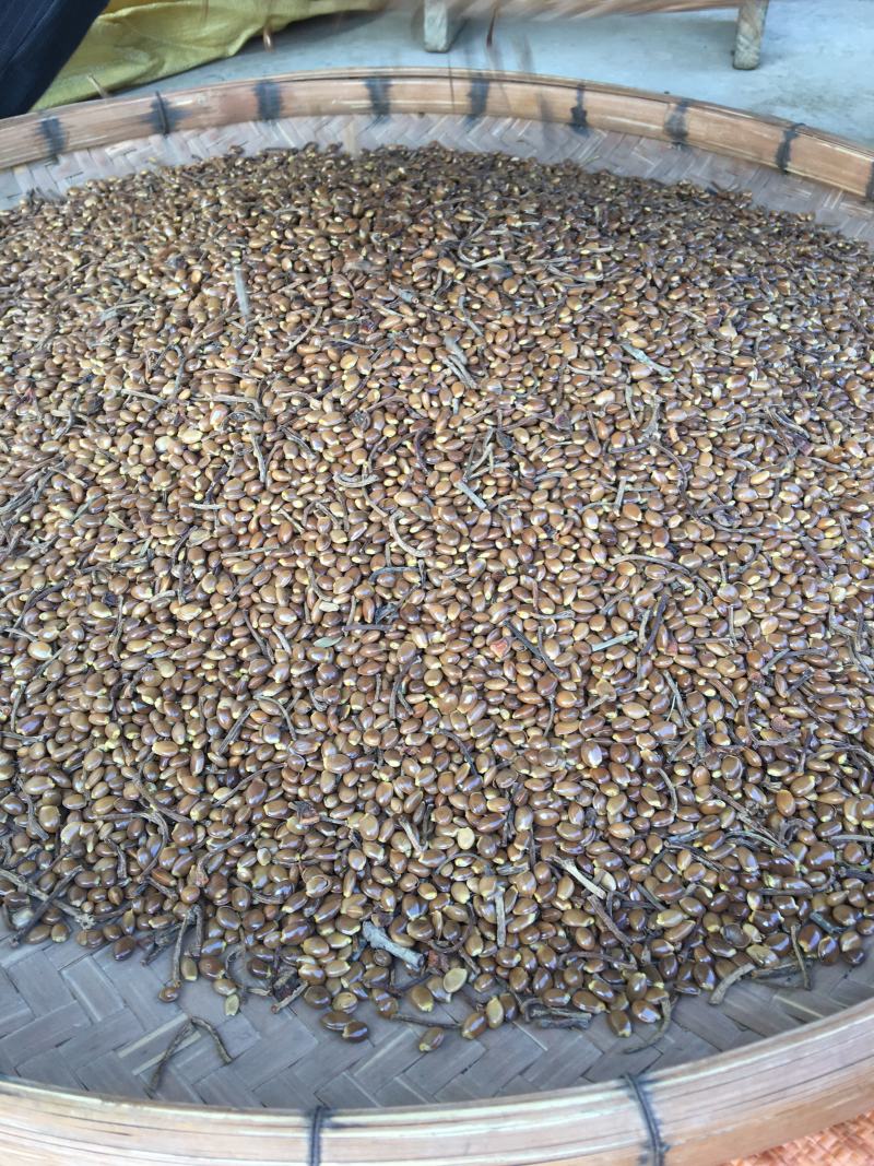 高品质大红八角种子高发芽率生晒种子保证质量