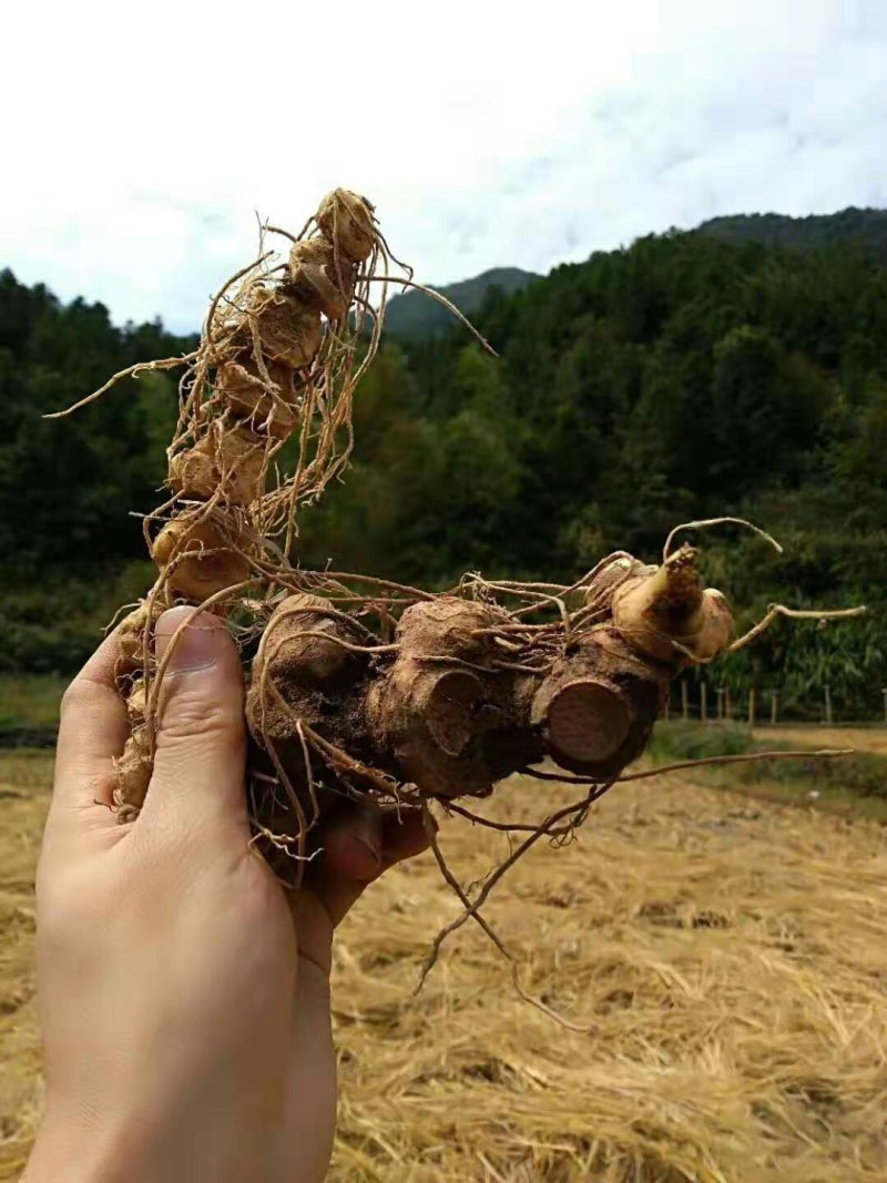 野生大个多花不到苗甜黄精