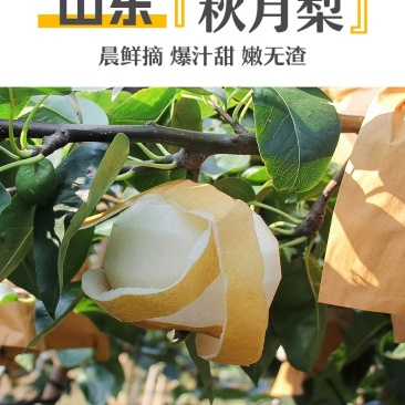山东秋月梨