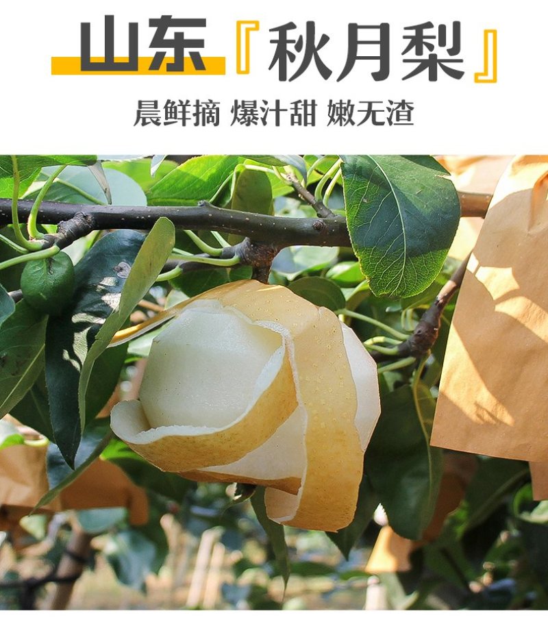 山东秋月梨