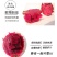 海南红心火龙果