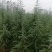 【好货推荐】雪松汝南雪松产地直达一条龙服务