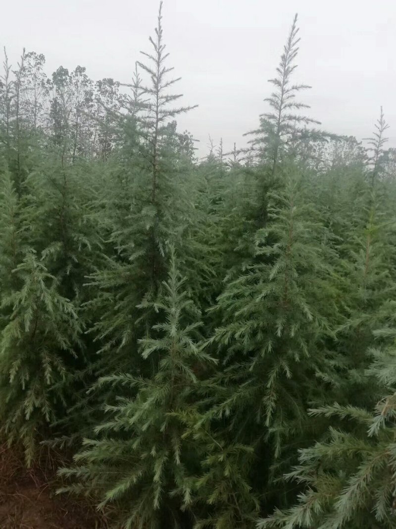 【好货推荐】雪松汝南雪松产地直达一条龙服务