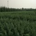 【好货推荐】雪松汝南雪松产地直达一条龙服务