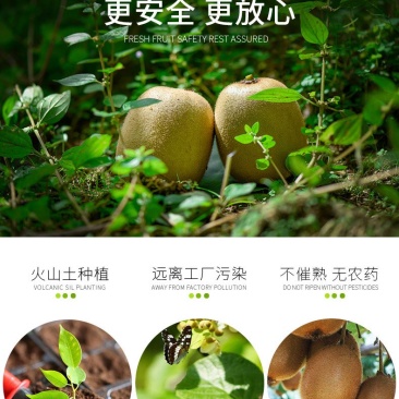 红心猕猴桃