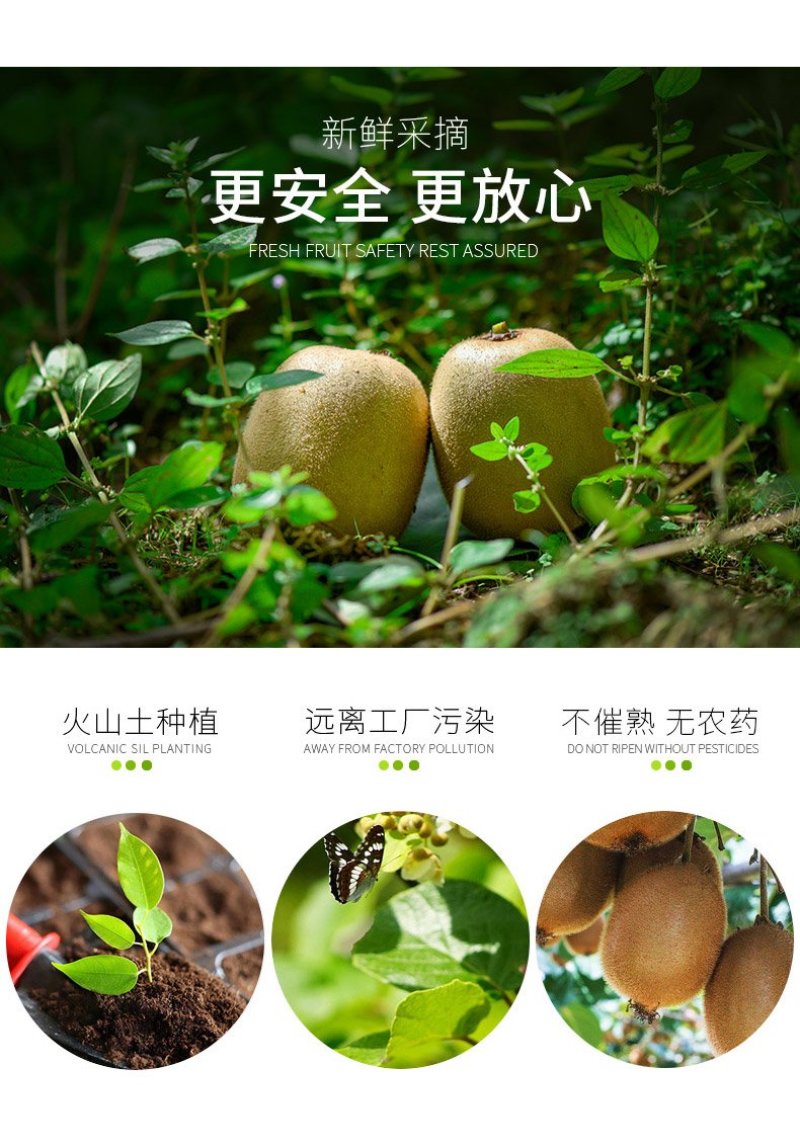 红心猕猴桃