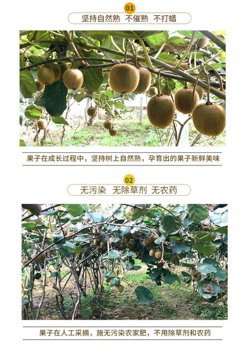 红心猕猴桃